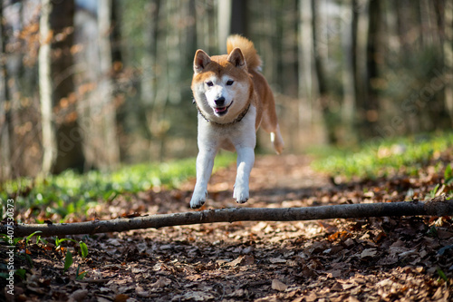 Shiba Inu läuft durch den Wald. © lichtflut_photo
