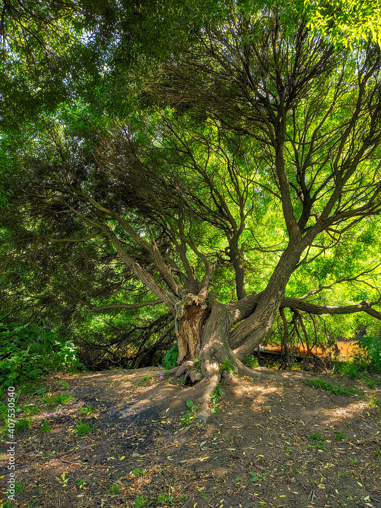 Fototapeta premium a tree like a throne in the forest