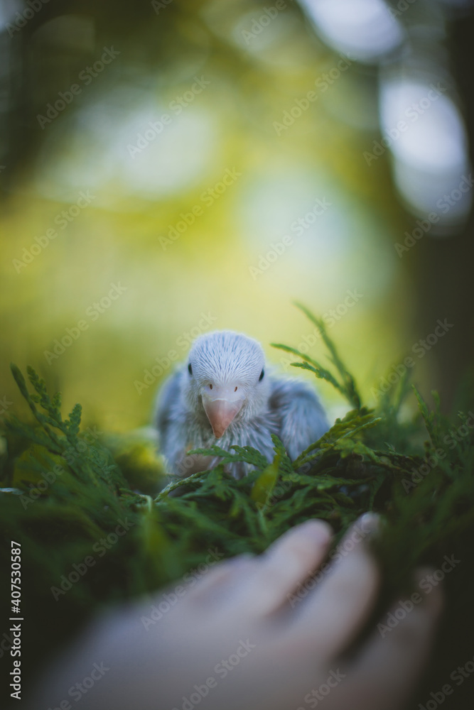 Blue rose-ringed or ring-necked parakeet in a garden