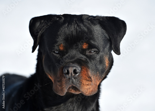 un serio perro rottweiler