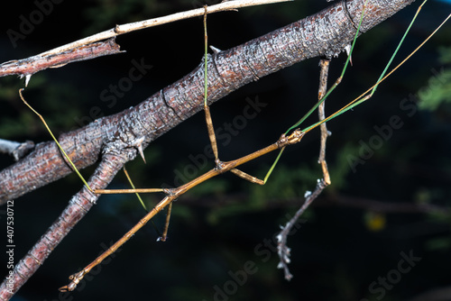 Close-up of Northern Walkingstick (Diapheromera femorata)