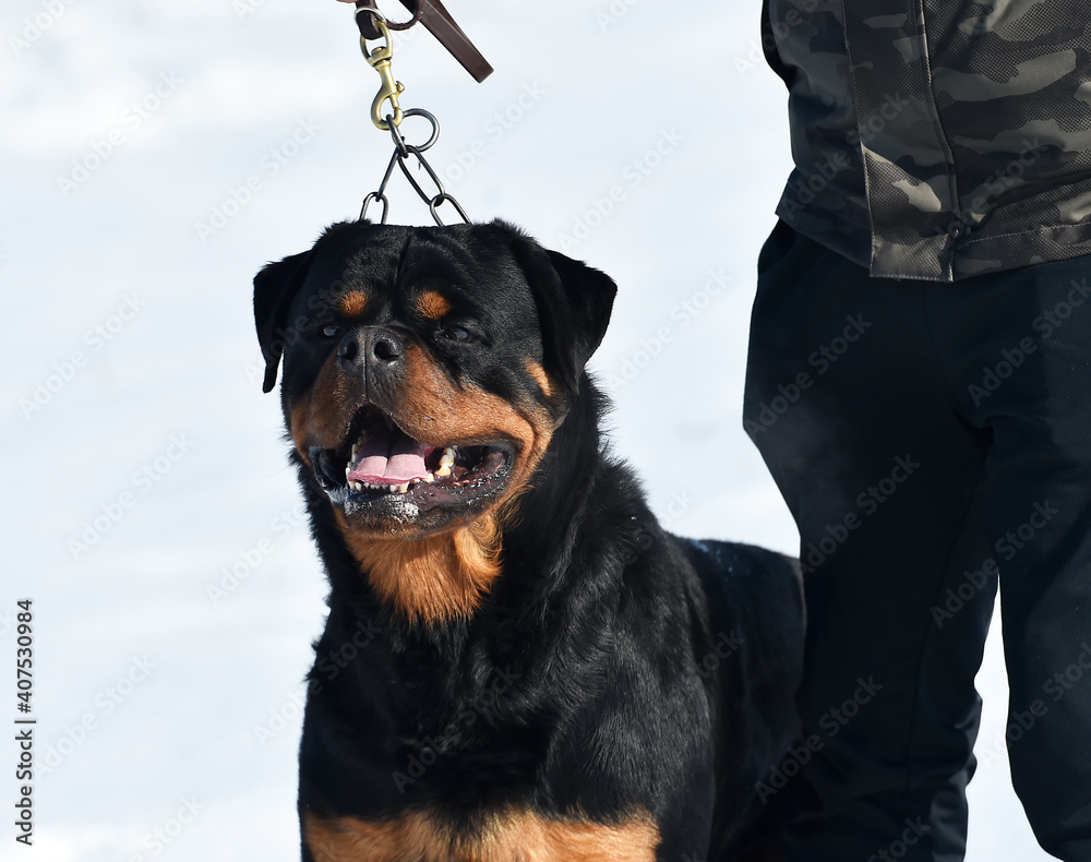 a serious rottweiler dog in the snow a serious rottweiler dog in the snow