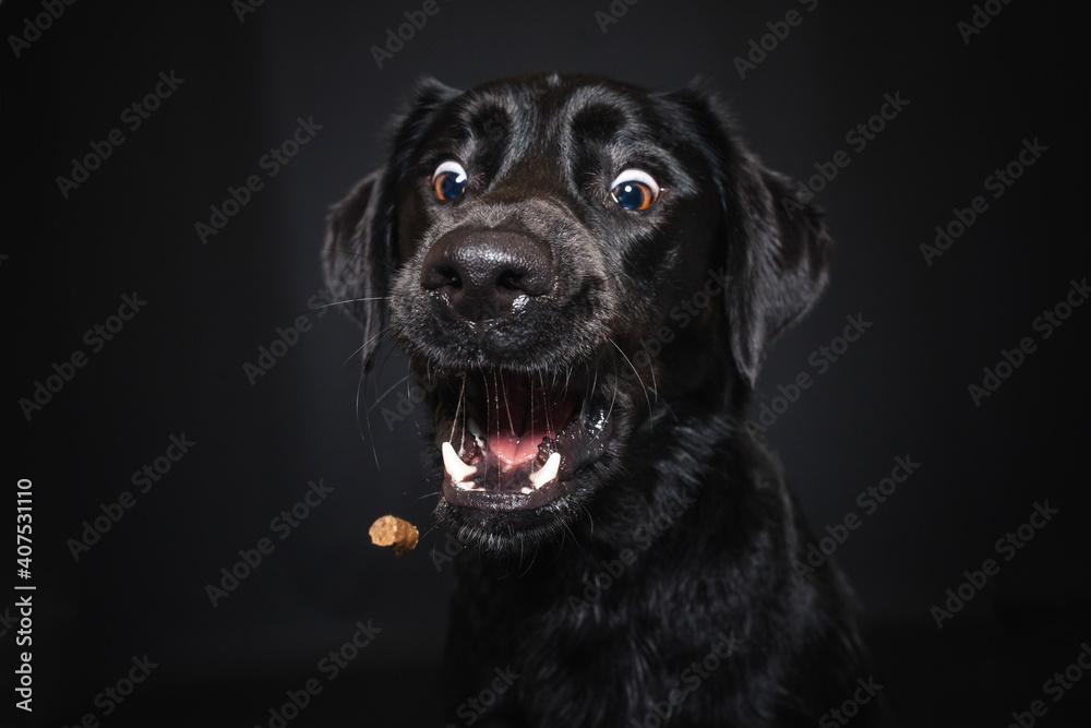 Labrador Retriever im Fotostudio. Hund versucht essen zu fangen. Schwarzer Hund schnappt nach Treats und macht  witziges Gesicht