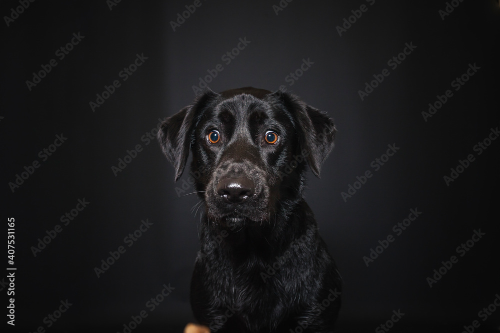 Labrador Retriever im Fotostudio. Hund versucht essen zu fangen. Schwarzer Hund schnappt nach Treats und macht  witziges Gesicht