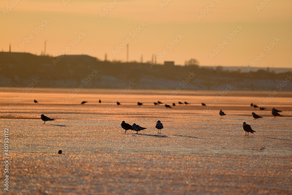 Silhouette of seagulls on ice river, sunset background,photo Silhouette of seagulls on ice river, sunset background,photo