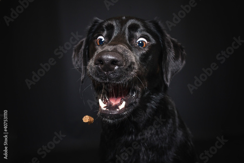 Labrador Retriever im Fotostudio. Hund versucht essen zu fangen. Schwarzer Hund schnappt nach Treats und macht  witziges Gesicht photo