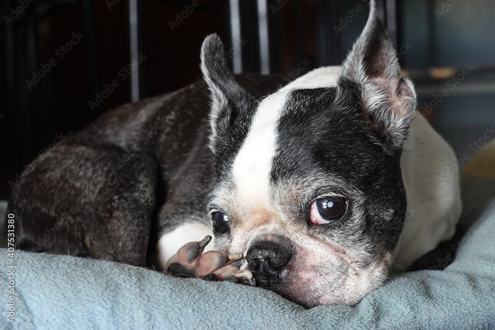 Sweet Glancing from a Cutie Dog, Boston Terrier