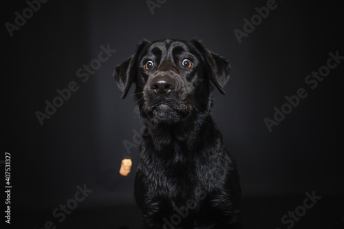 Labrador Retriever im Fotostudio. Hund versucht essen zu fangen. Schwarzer Hund schnappt nach Treats und macht  witziges Gesicht photo