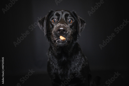 Labrador Retriever im Fotostudio. Hund versucht essen zu fangen. Schwarzer Hund schnappt nach Treats und macht  witziges Gesicht © lichtflut_photo