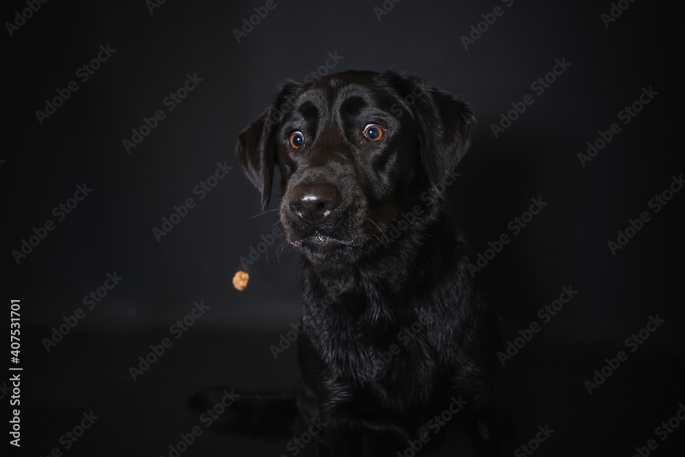 Labrador Retriever im Fotostudio. Hund versucht essen zu fangen. Schwarzer Hund schnappt nach Treats und macht witziges Gesicht Labrador Retriever im Fotostudio. Hund versucht essen zu fangen. Schwarzer Hund schnappt nach Treats und macht witziges Gesicht