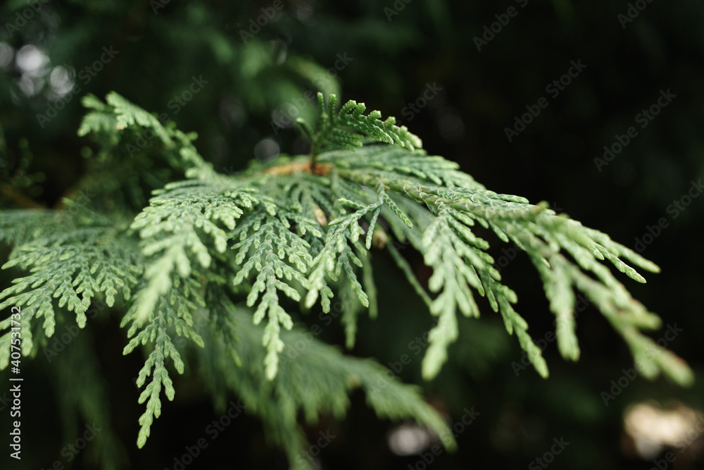 Calocedrus decurrens, Incense Cedar tree branch closeup Calocedrus decurrens, Incense Cedar tree branch closeup