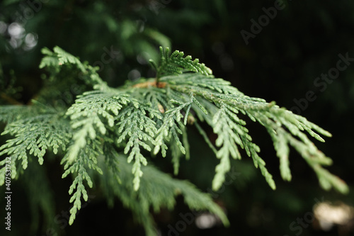 Calocedrus decurrens, Incense Cedar tree branch closeup
