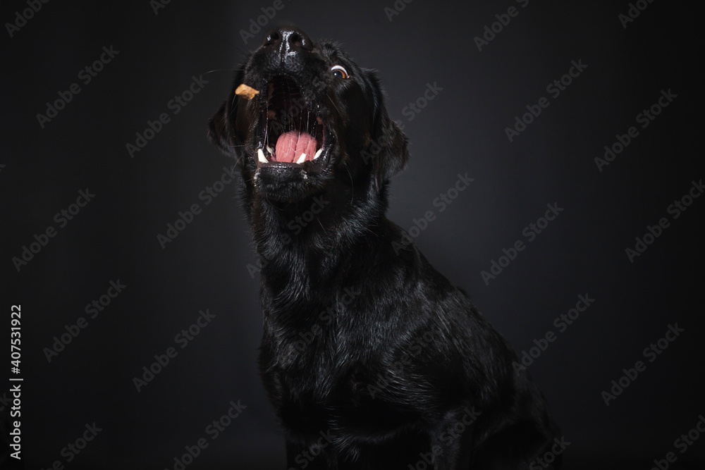 Labrador Retriever im Fotostudio. Hund versucht essen zu fangen. Schwarzer Hund schnappt nach Treats und macht witziges Gesicht Labrador Retriever im Fotostudio. Hund versucht essen zu fangen. Schwarzer Hund schnappt nach Treats und macht witziges Gesicht