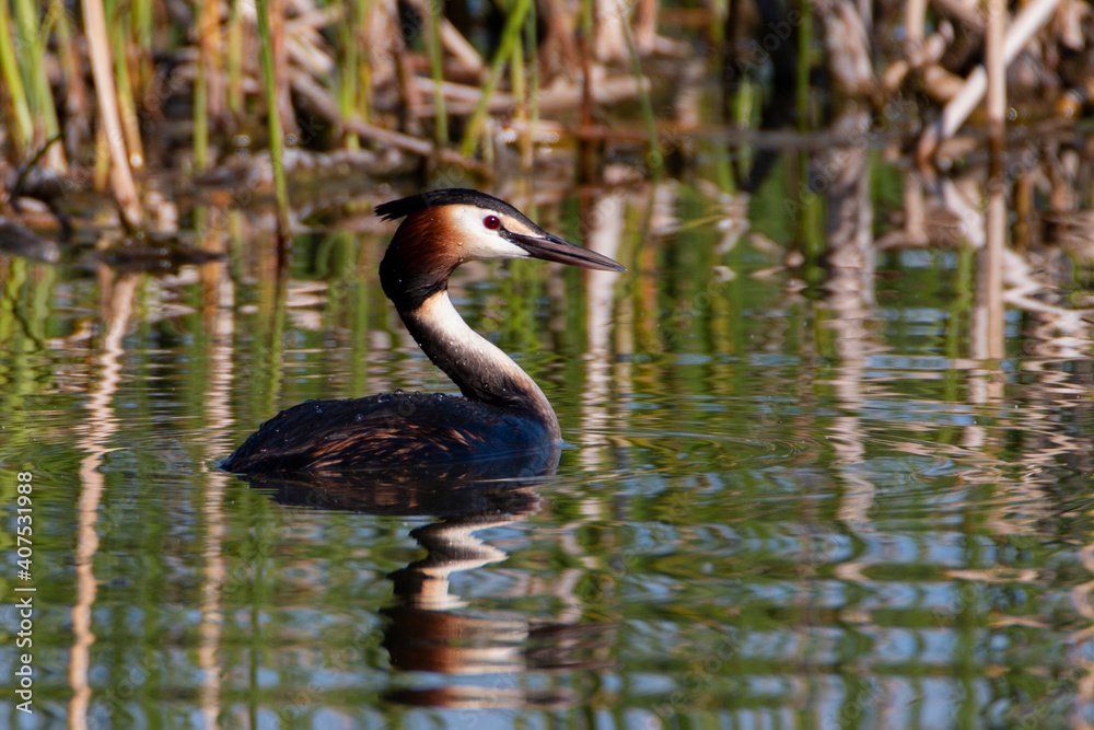The great crested grebe on the water in morning summer light The great crested grebe on the water in morning summer light