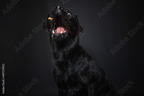 Fototapeta Naklejka Na Ścianę i Meble -  Labrador Retriever im Fotostudio. Hund versucht essen zu fangen. Schwarzer Hund schnappt nach Treats und macht  witziges Gesicht