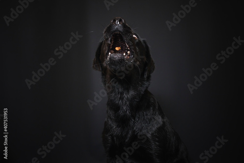 Wallpaper Mural Labrador Retriever im Fotostudio. Hund versucht essen zu fangen. Schwarzer Hund schnappt nach Treats und macht  witziges Gesicht Torontodigital.ca
