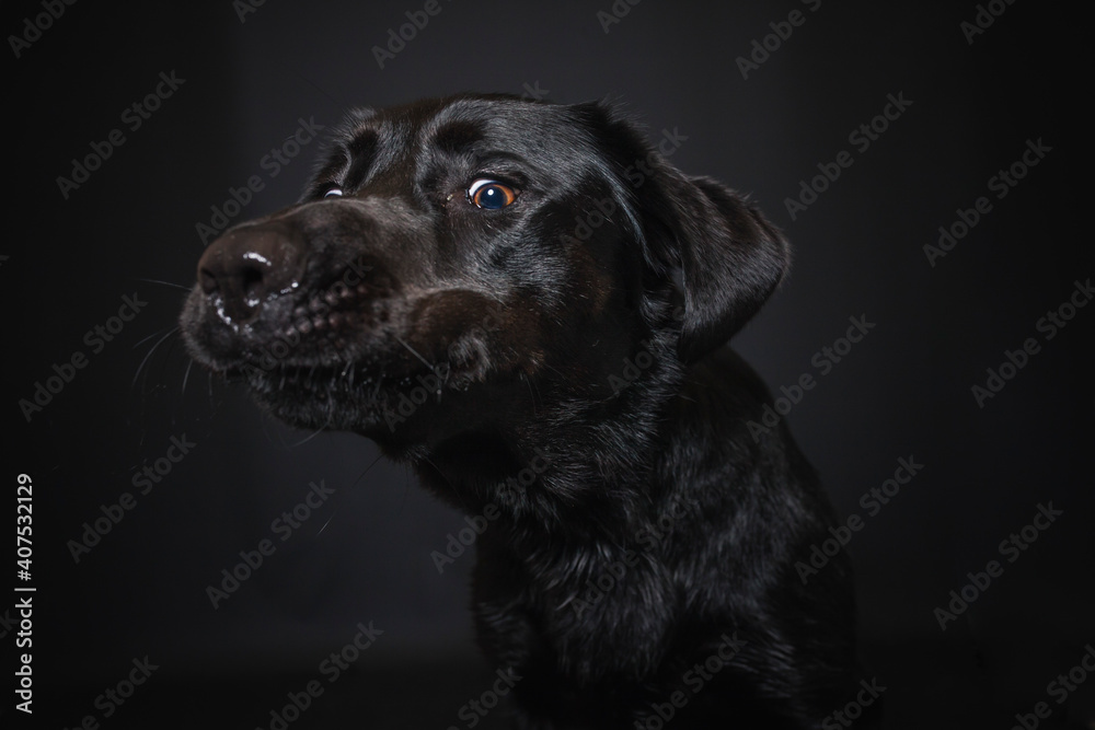 Labrador Retriever im Fotostudio. Hund versucht essen zu fangen. Schwarzer Hund schnappt nach Treats und macht witziges Gesicht Labrador Retriever im Fotostudio. Hund versucht essen zu fangen. Schwarzer Hund schnappt nach Treats und macht witziges Gesicht