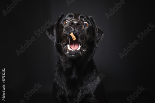 Labrador Retriever im Fotostudio. Hund versucht essen zu fangen. Schwarzer Hund schnappt nach Treats und macht witziges Gesicht