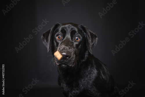 Labrador Retriever im Fotostudio. Hund versucht essen zu fangen. Schwarzer Hund schnappt nach Treats und macht witziges Gesicht