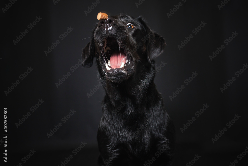 Labrador Retriever im Fotostudio. Hund versucht essen zu fangen. Schwarzer Hund schnappt nach Treats und macht witziges Gesicht Labrador Retriever im Fotostudio. Hund versucht essen zu fangen. Schwarzer Hund schnappt nach Treats und macht witziges Gesicht