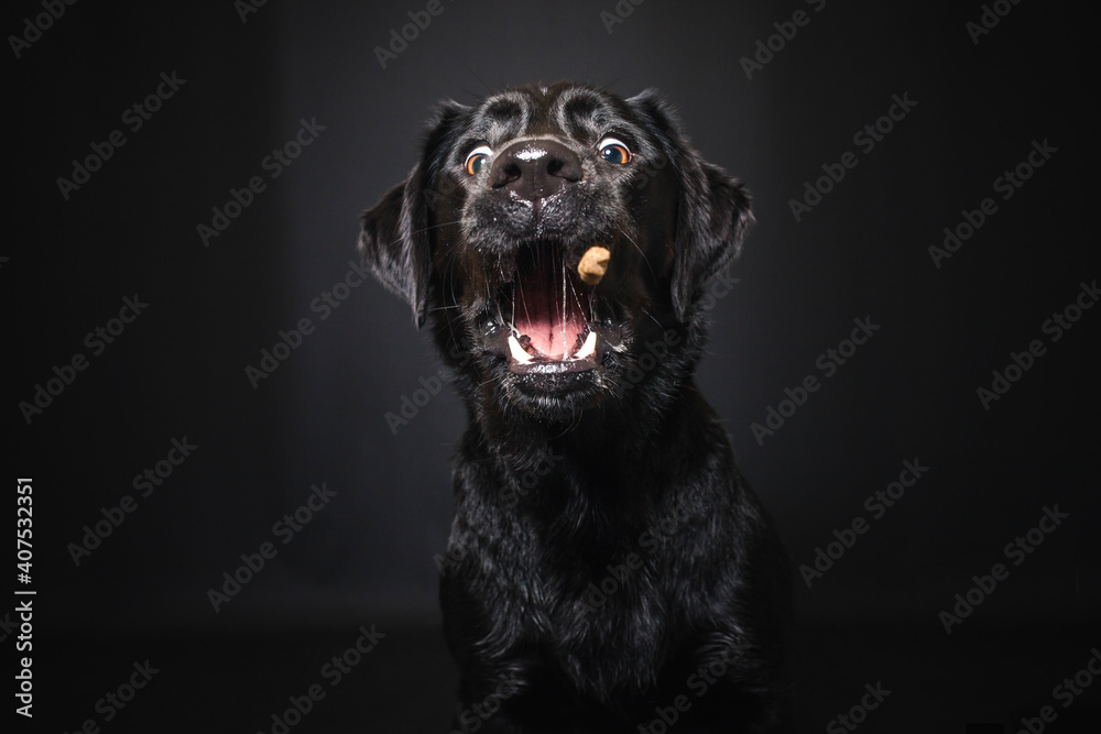Obraz premium Labrador Retriever im Fotostudio. Hund versucht essen zu fangen. Schwarzer Hund schnappt nach Treats und macht witziges Gesicht