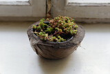 Succulent pot. Flower pot made of coconut shell. Flowers on the old windowsill.