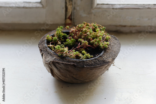 Succulent pot. Flower pot made of coconut shell. Flowers on the old windowsill.