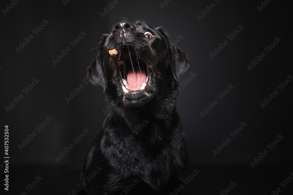 Labrador Retriever im Fotostudio. Hund versucht essen zu fangen. Schwarzer Hund schnappt nach Treats und macht  witziges Gesicht