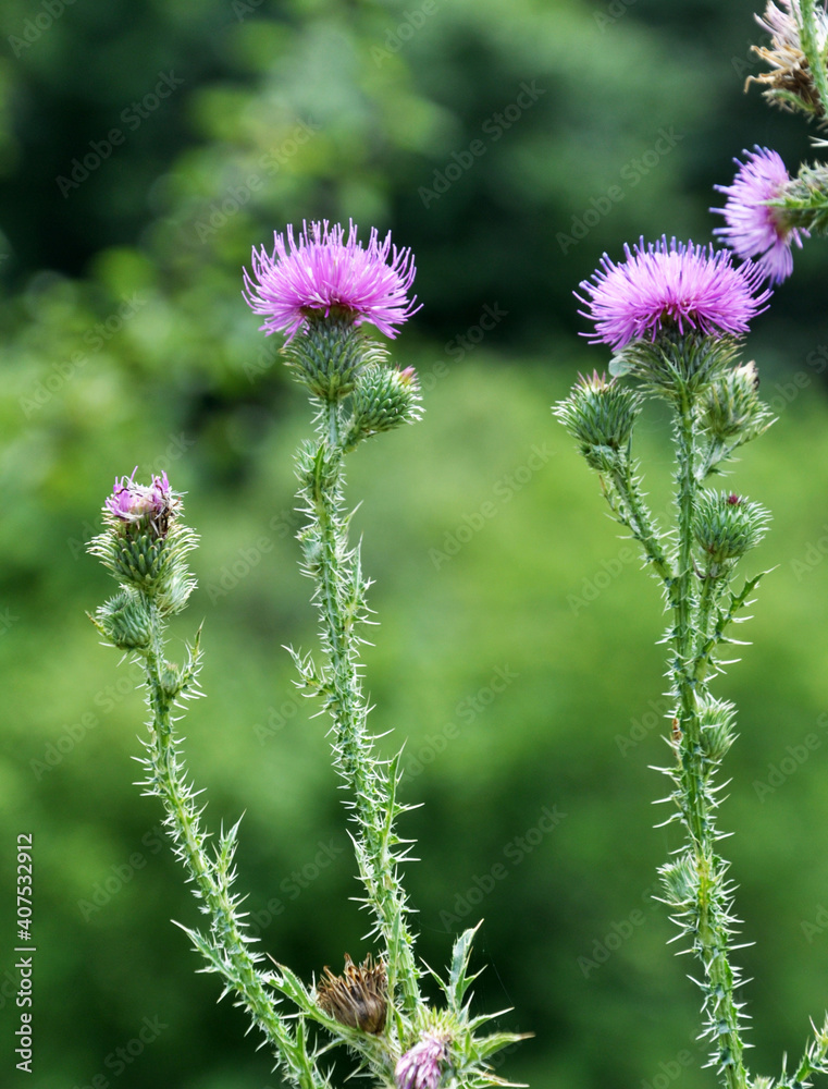 In the meadow among herbs blooms thistle (Carduus) . In the meadow among herbs blooms thistle (Carduus) .