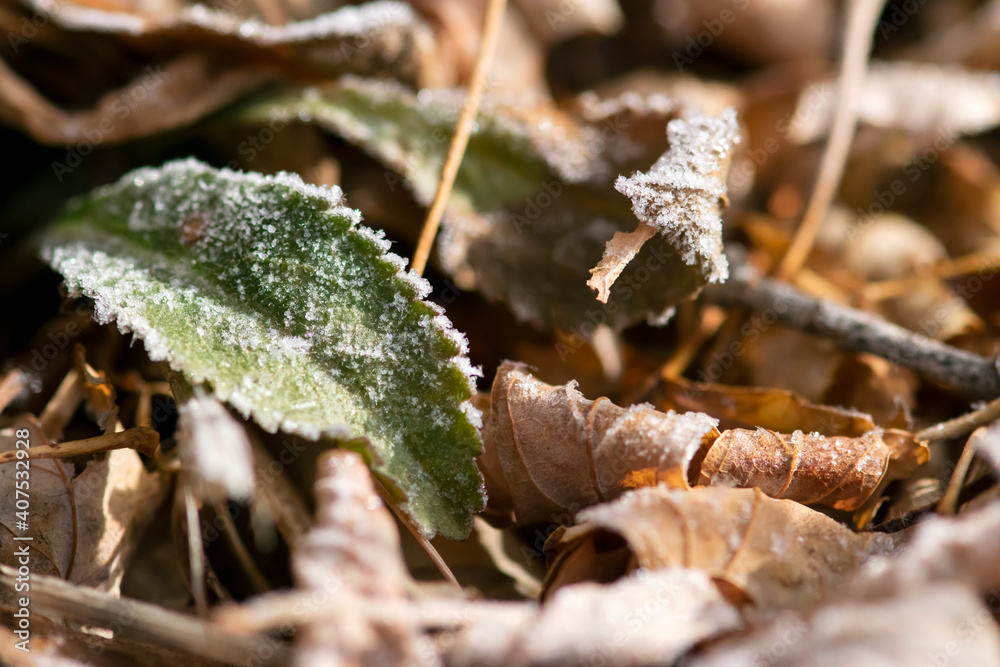 Green Leaf with Frost Green Leaf with Frost