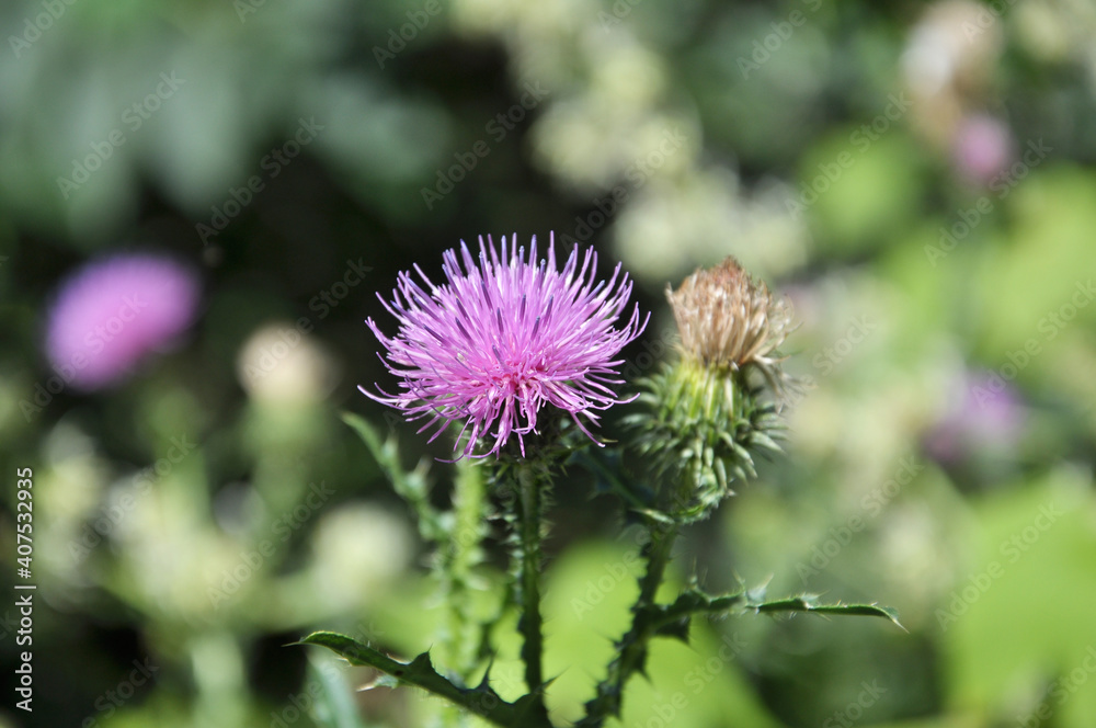 In the meadow among herbs blooms thistle (Carduus) . In the meadow among herbs blooms thistle (Carduus) .