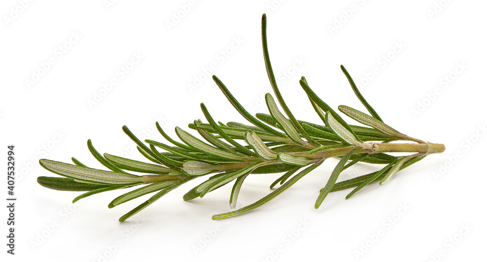 Fototapeta premium Twig of rosemary, isolated on white background