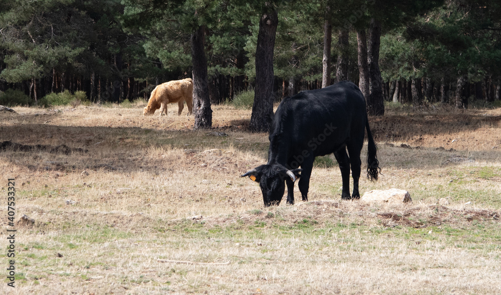 un toro negro comiendo y otro toro marrón de fondo