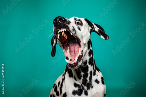 Dalamtiner im Studio versucht ein leckerli zu fangen. Hund schnappt nach essen und macht lustiges Gesicht © lichtflut_photo