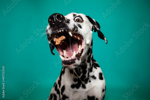 Dalamtiner im Studio versucht ein leckerli zu fangen. Hund schnappt nach essen und macht lustiges Gesicht photo