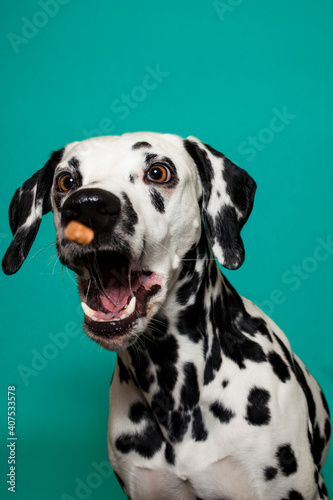 Dalamtiner im Studio versucht ein leckerli zu fangen. Hund schnappt nach essen und macht lustiges Gesicht