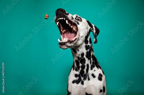 Dalamtiner im Studio versucht ein leckerli zu fangen. Hund schnappt nach essen und macht lustiges Gesicht