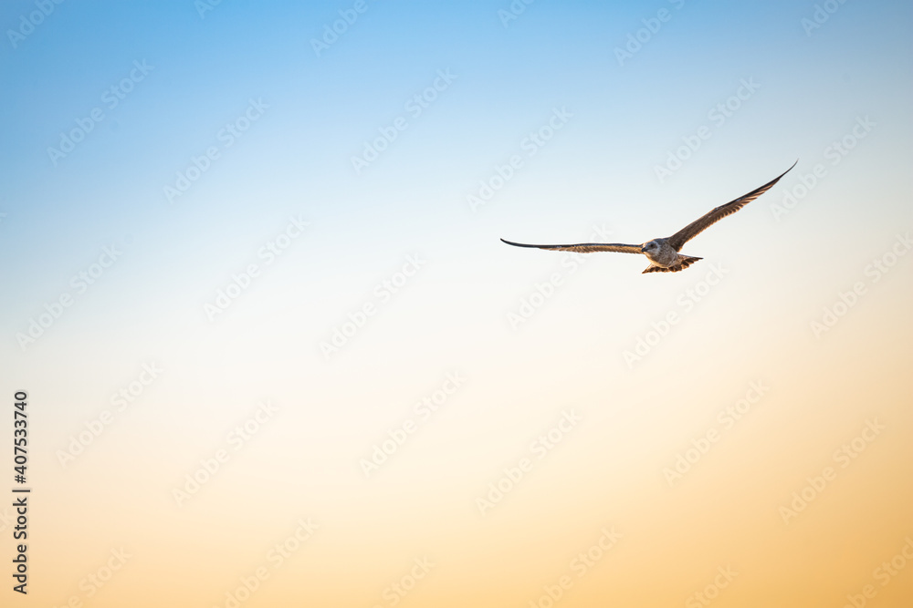 Obraz premium series of photos of a bird flying with a background of blue and yellow sky, different positions of the wings and the bird