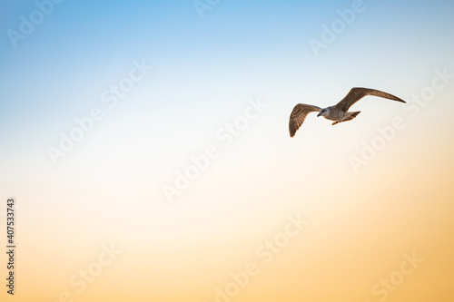 series of photos of a bird flying with a background of blue and yellow sky, different positions of the wings and the bird © ANTONI