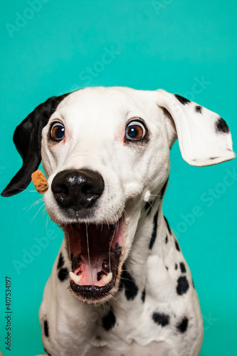 Dalamtiner im Studio versucht ein Leckerli zu fangen. Hund schnappt nach Essen und macht ein witziges Gesicht © lichtflut_photo