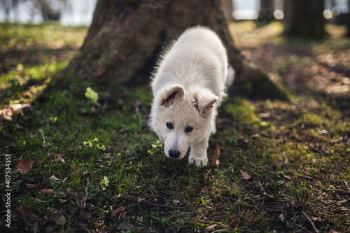 Schweizer Schäferhund im Wald. Welpe erkundet die Umgebung. photo