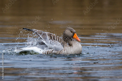 Graugans (Anser anser) photo
