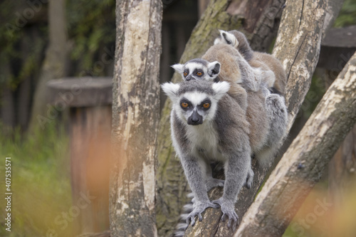 Fototapeta Naklejka Na Ścianę i Meble -  Tailed lemur family of lemurs sitting on a branch. (Lemur catta)