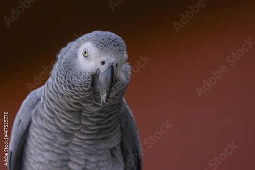 Portrait of a parrot on a dark red background. African Grey Parrot (Psittacus erithacus).