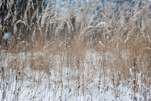 Wallpaper Mural Dry grass in the snow Torontodigital.ca