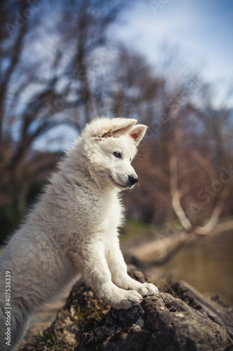 Portrait von einem Jungen, weißen schweizer Schäferhund.. Nahaufnahme von einem Welpen der auf einem Stein steht.