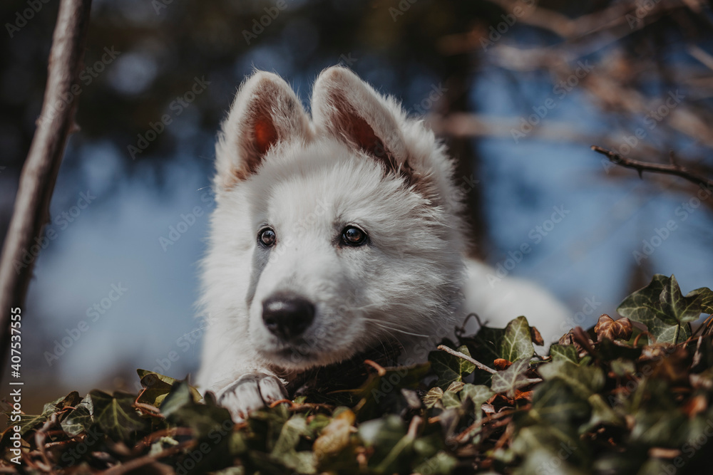 Portrait von einem jungen, weißen schweizer Schäferhund. Welpe liegt am Boden und schaut in die Ferne. Nahaufnahme von einem Welpen.