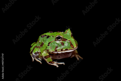 The Brazilian horned frog isolated on black photo