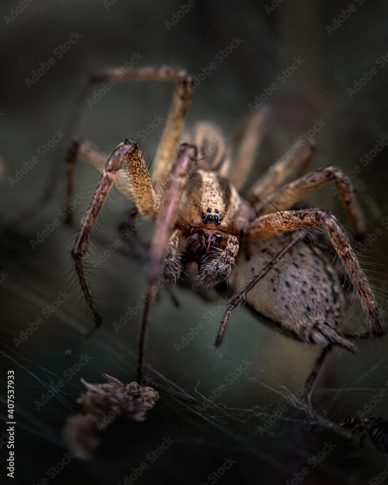 spider on a web spider on a web