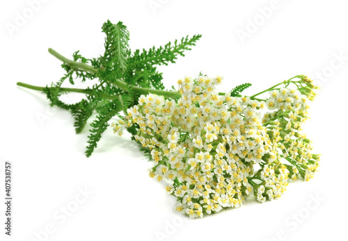 Yarrow (Achillea Millefolium) Medicinal Flower Plant. Isolated on White Background.